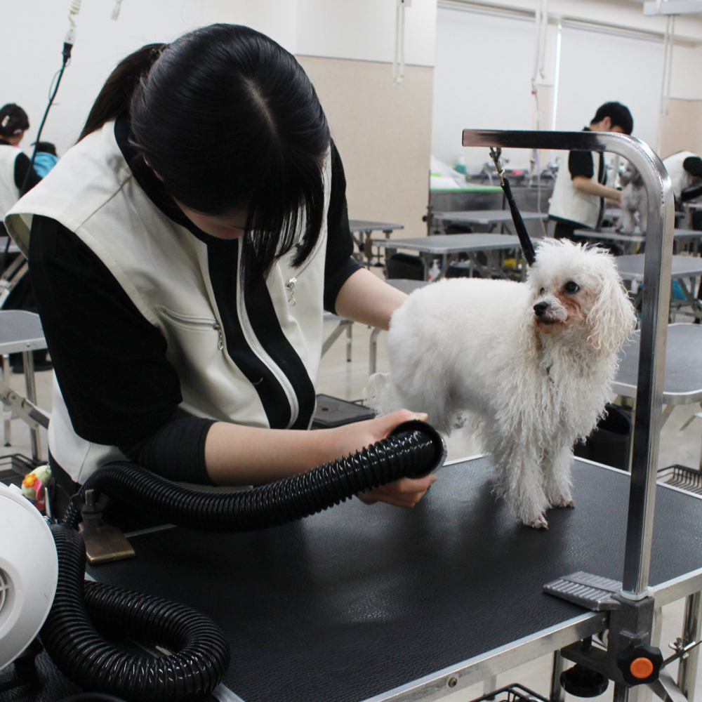 １年生モデル犬と一緒にトリミング実習！